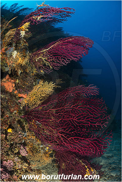 Island Korcula, Croatia, Adriatic sea, Mediterranean sea, Paramuricea clavata, Paramuricea, Plexauridae, Mediterranean gorgonian, Red gorgonian, Sea fan, Coral, Cnidaria, Cnidarian, Reef