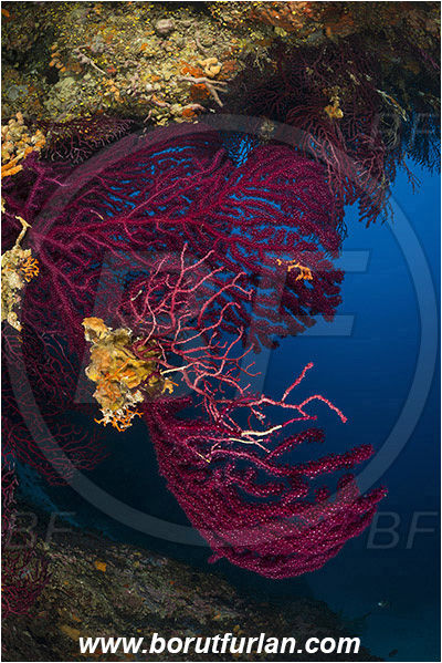 Island Korcula, Croatia, Adriatic sea, Mediterranean sea, Paramuricea clavata, Paramuricea, Plexauridae, Mediterranean gorgonian, Red gorgonian, Sea fan, Coral, Cnidaria, Cnidarian, Reef