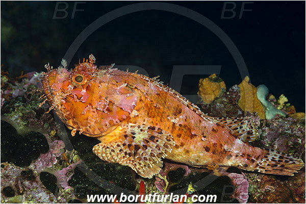 Island Susac, Croatia, Adriatic sea, Mediterranean sea, Scorpaena scrofa, Scorpaena, Scorpaenidae, Great red scorpionfish, Scorpionfish, Fish