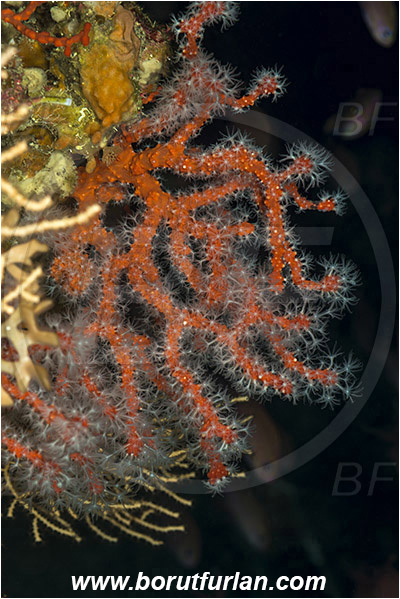 Island Susac, Croatia, Adriatic sea, Mediterranean sea, Corallium rubrum, Corallium, Coralliidae, Precious Coral, Red coral, Coral, Anthozoa, Cnidaria, Cnidarian