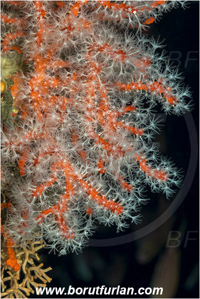 Island Susac, Croatia, Adriatic sea, Mediterranean sea, Corallium rubrum, Corallium, Coralliidae, Precious Coral, Red coral, Coral, Anthozoa, Cnidaria, Cnidarian