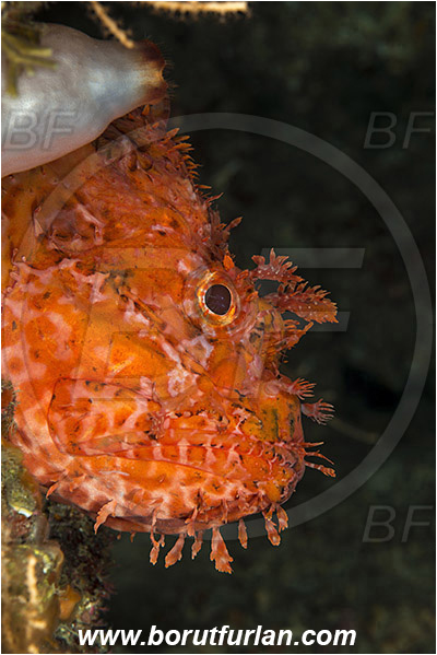 Island Susac, Croatia, Adriatic sea, Mediterranean sea, Scorpaena scrofa, Scorpaena, Scorpaenidae, Great red scorpionfish, Scorpionfish, Fish, Portrait