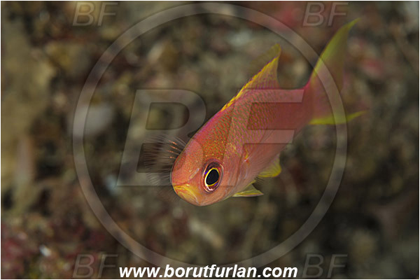 Island Susac, Croatia, Adriatic sea, Mediterranean sea, Callanthias ruber, Callanthias, Callanthiidae, Parrot seaperch, Seaperch, Fish