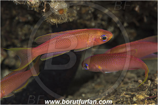 Island Susac, Croatia, Adriatic sea, Mediterranean sea, Callanthias ruber, Callanthias, Callanthiidae, Parrot seaperch, Seaperch, Fish
