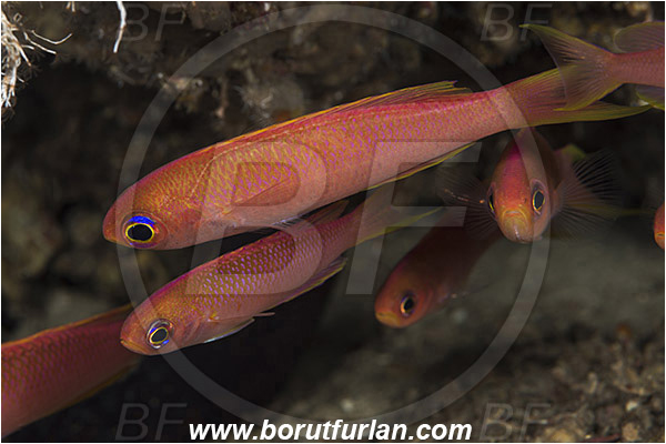 Island Susac, Croatia, Adriatic sea, Mediterranean sea, Callanthias ruber, Callanthias, Callanthiidae, Parrot seaperch, Seaperch, Fish