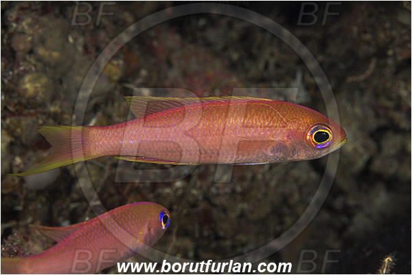 Island Susac, Croatia, Adriatic sea, Mediterranean sea, Callanthias ruber, Callanthias, Callanthiidae, Parrot seaperch, Seaperch, Fish