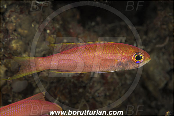 Island Susac, Croatia, Adriatic sea, Mediterranean sea, Callanthias ruber, Callanthias, Callanthiidae, Parrot seaperch, Seaperch, Fish