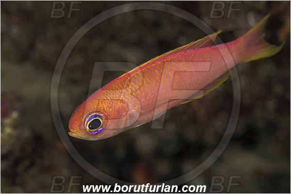 Island Susac, Croatia, Adriatic sea, Mediterranean sea, Callanthias ruber, Callanthias, Callanthiidae, Parrot seaperch, Seaperch, Fish
