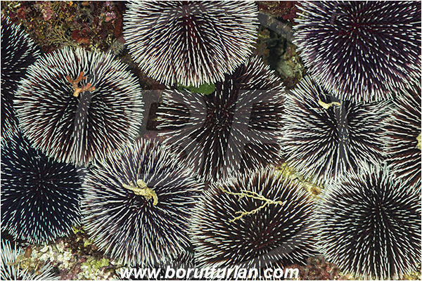 Island Susac, Croatia, Adriatic sea, Mediterranean sea, Sphaerechinus granularis, Sphaerechinus, Toxopneustidae, Purple Sea Urchin, Sea Urchin, Echinoidea, Echinodermata, Echinoderm, Group, Mating