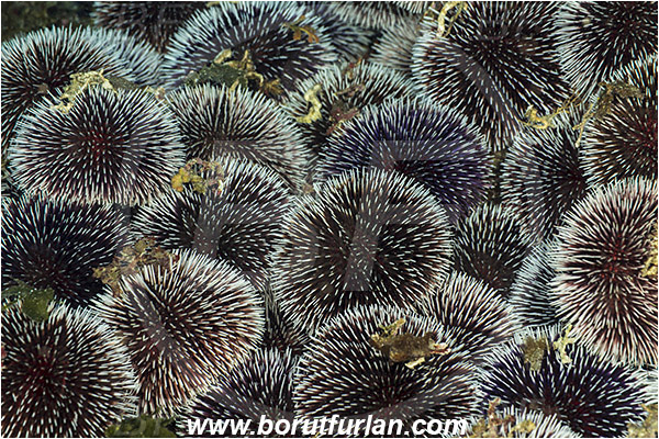 Island Susac, Croatia, Adriatic sea, Mediterranean sea, Sphaerechinus granularis, Sphaerechinus, Toxopneustidae, Purple Sea Urchin, Sea Urchin, Echinoidea, Echinodermata, Echinoderm, Group, Mating