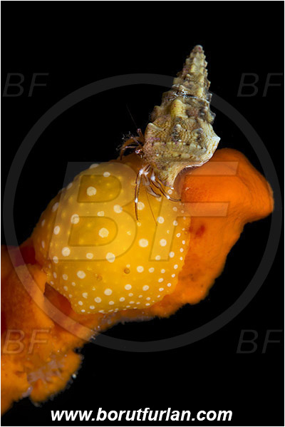 Island Korcula, Croatia, Adriatic sea, Mediterranean sea, Phyllidia flava, Phyllidia, Phyllidiidae, White spotted warty slug, Nudibranch, Sea slug, Gastropoda, Mollusca, Pagurus anachoretus, Pagurus, Paguridae, Crustacea, Crustacean, Long-armed Hermit Crab, Hermit crab, Crab