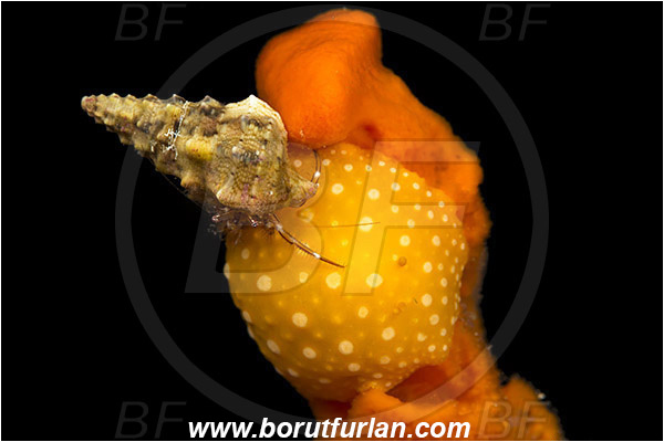 Island Korcula, Croatia, Adriatic sea, Mediterranean sea, Phyllidia flava, Phyllidia, Phyllidiidae, White spotted warty slug, Nudibranch, Sea slug, Gastropoda, Mollusca, Pagurus anachoretus, Pagurus, Paguridae, Crustacea, Crustacean, Long-armed Hermit Crab, Hermit crab, Crab