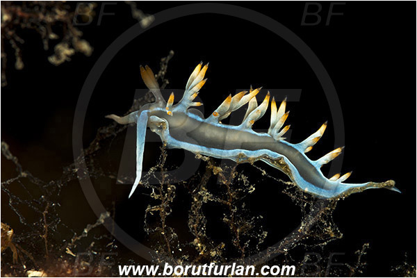 Island Korcula, Croatia, Adriatic sea, Mediterranean sea, Luisella babai, Luisella, Samlidae, White flabellina, Nudibranch, Sea slug, Gastropoda, Mollusca