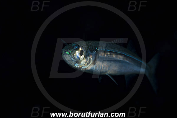 Island Korcula, Croatia, Adriatic sea, Mediterranean sea, Atherina hepsetus, Atherina, Atherinidae, Mediterranean sand smelt, Smelt, Fish