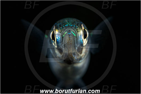 Island Korcula, Croatia, Adriatic sea, Mediterranean sea, Atherina hepsetus, Atherina, Atherinidae, Mediterranean sand smelt, Smelt, Fish, Portrait