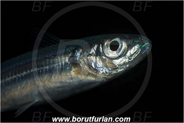 Island Korcula, Croatia, Adriatic sea, Mediterranean sea, Atherina hepsetus, Atherina, Atherinidae, Mediterranean sand smelt, Smelt, Fish, Portrait