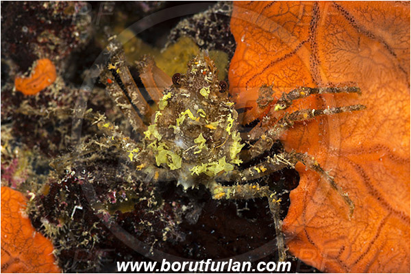Island Korcula, Croatia, Adriatic sea, Mediterranean sea, Eurynome aspera, Eurynome, Majidae, Decapoda, Crustacea, Crustacean, Crab