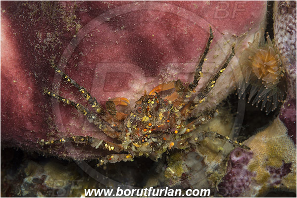 Island Korcula, Croatia, Adriatic sea, Mediterranean sea, Eurynome aspera, Eurynome, Majidae, Decapoda, Crustacea, Crustacean, Crab