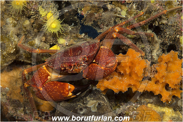 Island Korcula, Croatia, Adriatic sea, Mediterranean sea, Paragalene longicrura, Paragalene, Progeryonidae, Decapoda, Crustacea, Crustacean, Crab