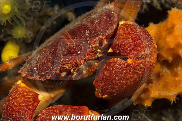 Island Korcula, Croatia, Adriatic sea, Mediterranean sea, Paragalene longicrura, Paragalene, Progeryonidae, Decapoda, Crustacea, Crustacean, Crab, Portrait