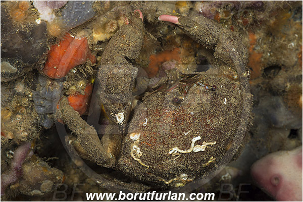 Island Korcula, Croatia, Adriatic sea, Mediterranean sea, Dromia personata, Dromia, Dromiidae, Decapoda, Crustacea, Crustacean, Sponge crab, Crab