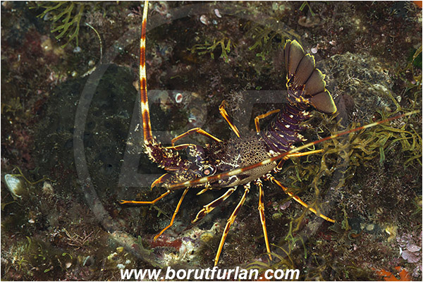 Island Korcula, Croatia, Adriatic sea, Mediterranean sea, Palinurus elephas, Palinurus, Palinuridae, Decapoda, European spiny lobster, Spiny lobster, Lobster, Crustacea, Crustacean