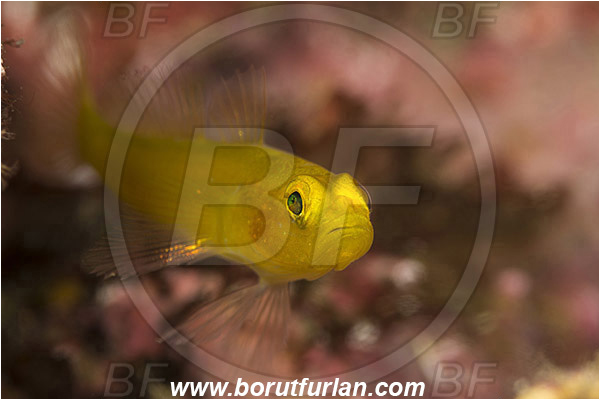 Island Korcula, Croatia, Adriatic sea, Mediterranean sea, Gobius auratus, Gobius, Gobiidae, Golden goby, Goby, Fish, Portrait