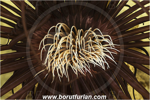 Island Korcula, Croatia, Adriatic sea, Mediterranean sea, Cerianthus membranaceus, Cerianthus, Cerianthidae, Cylinder anemone, Tube dwelling anemone, Tube anemone, Anemone, Anthozoa, Cnidaria, Cnidarian, Abstract