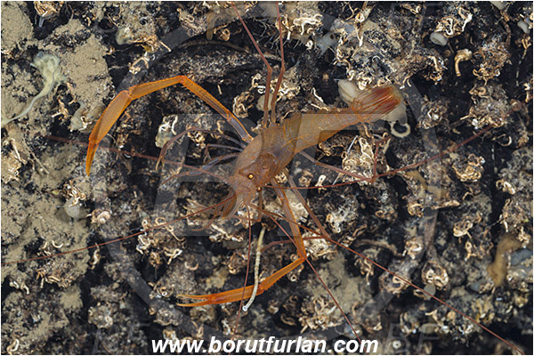 Island Korcula, Croatia, Adriatic sea, Mediterranean sea, Stenopus spinosus, Stenopus, Stenopodidae, Decapoda, Golden coral shrimp, Mediterranean coral shrimp, Shrimp, Crustacea, Crustacean