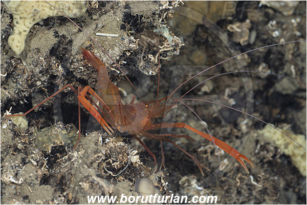 Island Korcula, Croatia, Adriatic sea, Mediterranean sea, Stenopus spinosus, Stenopus, Stenopodidae, Decapoda, Golden coral shrimp, Mediterranean coral shrimp, Shrimp, Crustacea, Crustacean