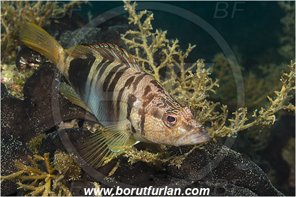 Piran, Slovenia, Adriatic sea, Mediterranean sea, Serranus scriba, Serranus, Serranidae, Painted comber, Fish