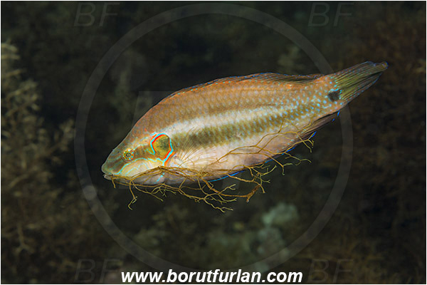Piran, Slovenia, Adriatic sea, Mediterranean sea, Symphodus ocellatus, Symphodus, Labridae, Ocellated wrasse, Wrasse, Fish, Nesting, Building nest