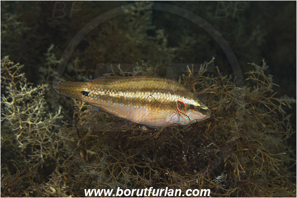 Piran, Slovenia, Adriatic sea, Mediterranean sea, Symphodus ocellatus, Symphodus, Labridae, Ocellated wrasse, Wrasse, Fish, Nesting, Building nest