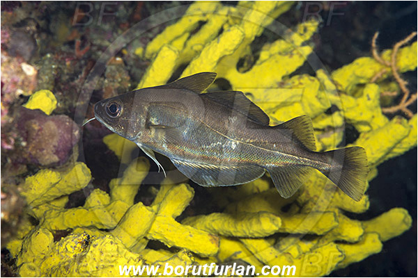 Saint Marina, Istria, Croatia, Adriatic sea, Mediterranean sea, Trisopterus luscus, Trisopterus, Gadidae, Pouting, Fish