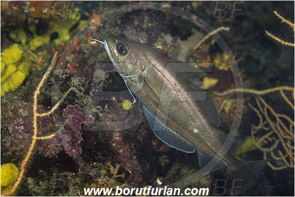 Saint Marina, Istria, Croatia, Adriatic sea, Mediterranean sea, Trisopterus luscus, Trisopterus, Gadidae, Pouting, Fish