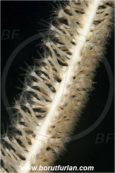 Saint Marina, Istria, Croatia, Adriatic sea, Mediterranean sea, Funiculina quadrangularis, Funiculina, Funiculinidae, Tall sea pen, Soft coral, Coral, Cnidaria, Cnidarian, Abstract