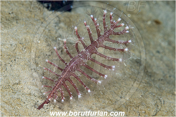 Saint Marina, Istria, Croatia, Adriatic sea, Mediterranean sea, Pteroeides griseum, Pteroeides, Pennatulidae, Grey sea feather, Soft coral, Coral, Cnidaria, Cnidarian