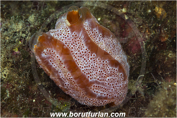 Saint Marina, Istria, Croatia, Adriatic sea, Mediterranean sea, Aplidium elegans, Aplidium, Polyclinidae, Red sea squirt, Colony of Tunicates, Colonial sea squirt, Sea squirt, Ascidiacea, Tunicata, Tunicate