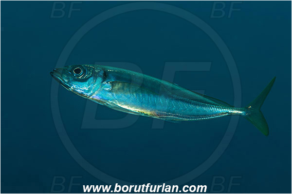 Saint Marina, Istria, Croatia, Adriatic sea, Mediterranean sea, Trachurus trachurus, Trachurus, Carangidae, Atlantic Horse Mackerel, Fish