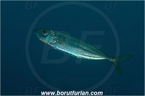 Saint Marina, Istria, Croatia, Adriatic sea, Mediterranean sea, Trachurus trachurus, Trachurus, Carangidae, Atlantic Horse Mackerel, Fish