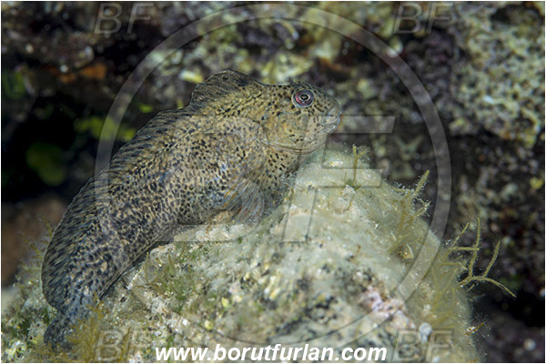 Saint Marina, Istria, Croatia, Adriatic sea, Mediterranean sea, Parablennius sanguinolentus, Parablennius, Blenniidae, Rusty blenny, Blenny, Fish