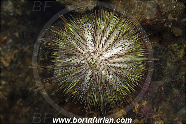 Saint Marina, Istria, Croatia, Adriatic sea, Mediterranean sea, Echinus melo, Echinus, Echinidae, Melon sea urchin, Sea urchin, Echinoidea, Echinodermata, Echinoderm