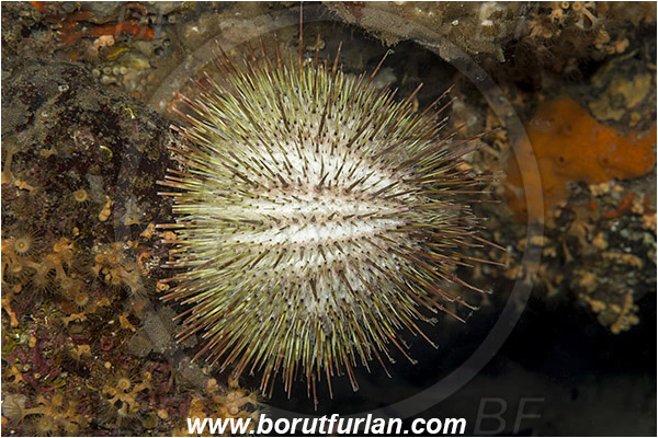 Saint Marina, Istria, Croatia, Adriatic sea, Mediterranean sea, Echinus melo, Echinus, Echinidae, Melon sea urchin, Sea urchin, Echinoidea, Echinodermata, Echinoderm