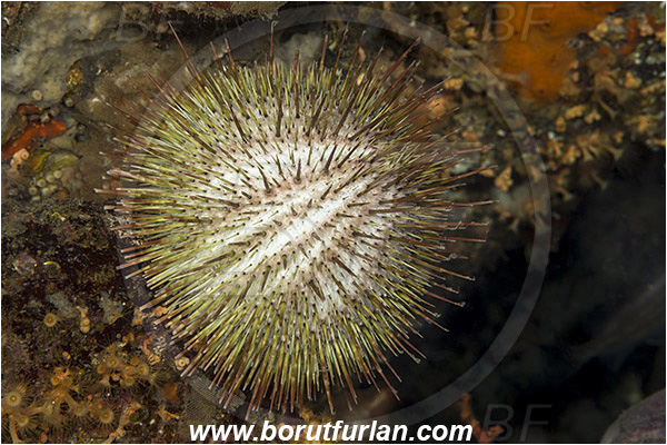 Saint Marina, Istria, Croatia, Adriatic sea, Mediterranean sea, Echinus melo, Echinus, Echinidae, Melon sea urchin, Sea urchin, Echinoidea, Echinodermata, Echinoderm