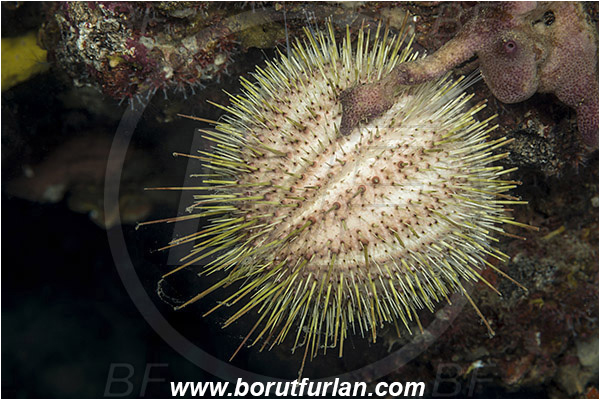 Saint Marina, Istria, Croatia, Adriatic sea, Mediterranean sea, Echinus melo, Echinus, Echinidae, Melon sea urchin, Sea urchin, Echinoidea, Echinodermata, Echinoderm