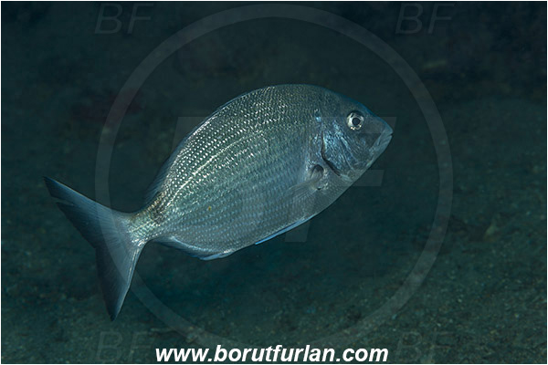 Saint Marina, Istria, Croatia, Adriatic sea, Mediterranean sea, Diplodus sargus, Diplodus, Sparidae, White seabream, Seabream, Fish