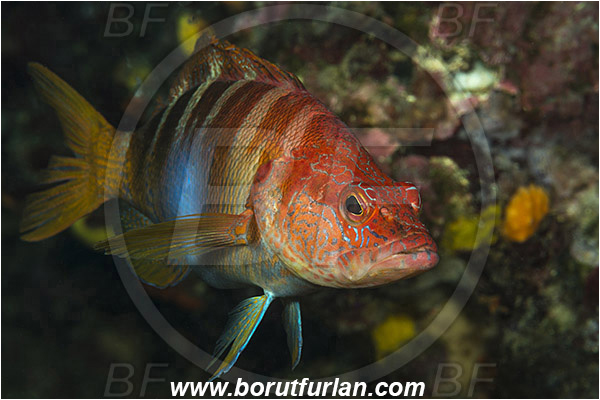 Saint Marina, Istria, Croatia, Adriatic sea, Mediterranean sea, Serranus scriba, Serranus, Serranidae, Painted comber, Fish