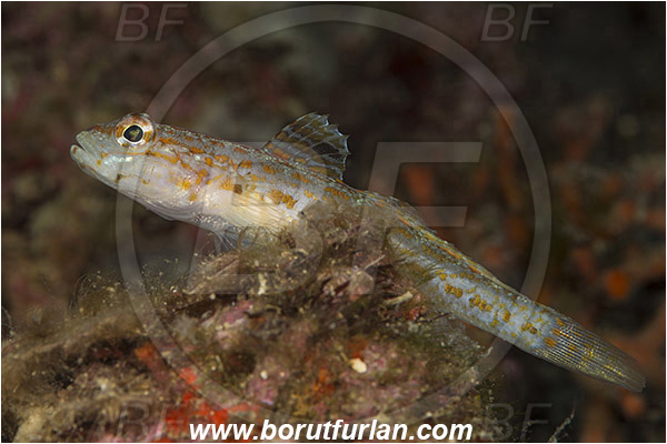Saint Marina, Istria, Croatia, Adriatic sea, Mediterranean sea, Gobius kolombatovici, Gobius, Gobiidae, Kolombatovich