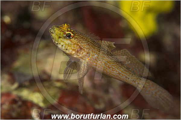Saint Marina, Istria, Croatia, Adriatic sea, Mediterranean sea, Gobius xanthocephalus, Gobius, Gobiidae, Yellow-headed goby, Goby, Fish