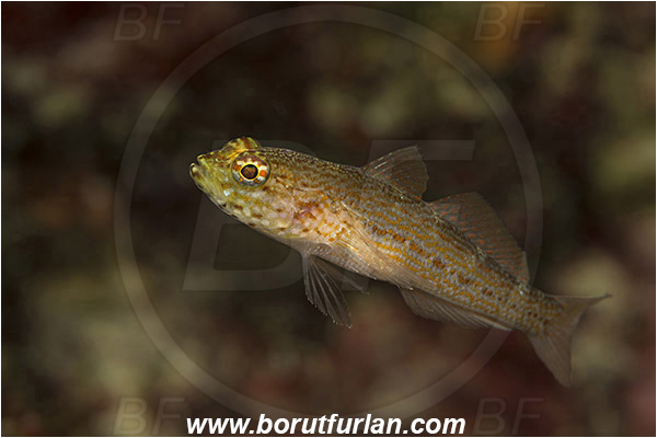 Saint Marina, Istria, Croatia, Adriatic sea, Mediterranean sea, Gobius xanthocephalus, Gobius, Gobiidae, Yellow-headed goby, Goby, Fish